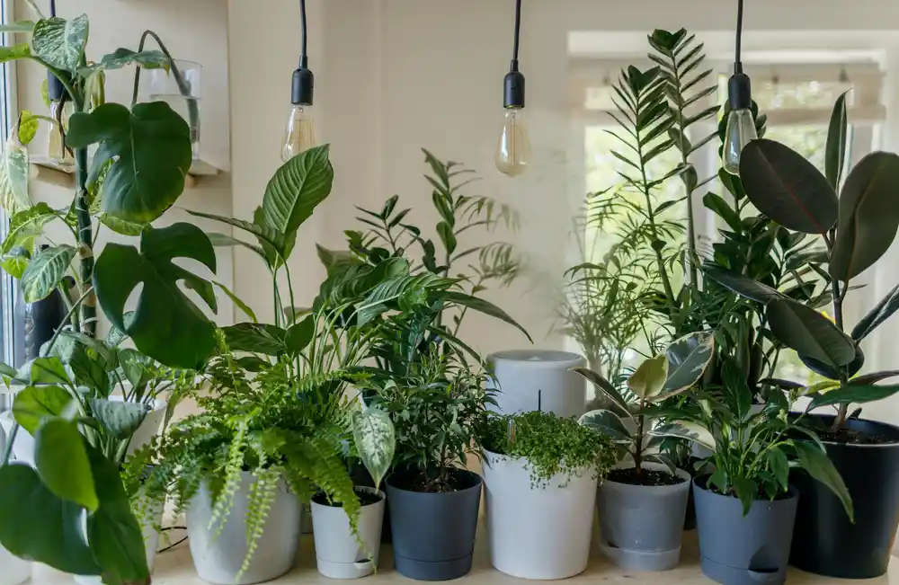 Best House Plants to Keep Your Home Fresh and Vibrant This Summer (2025 Edition)