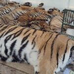 tiger virus outbreak