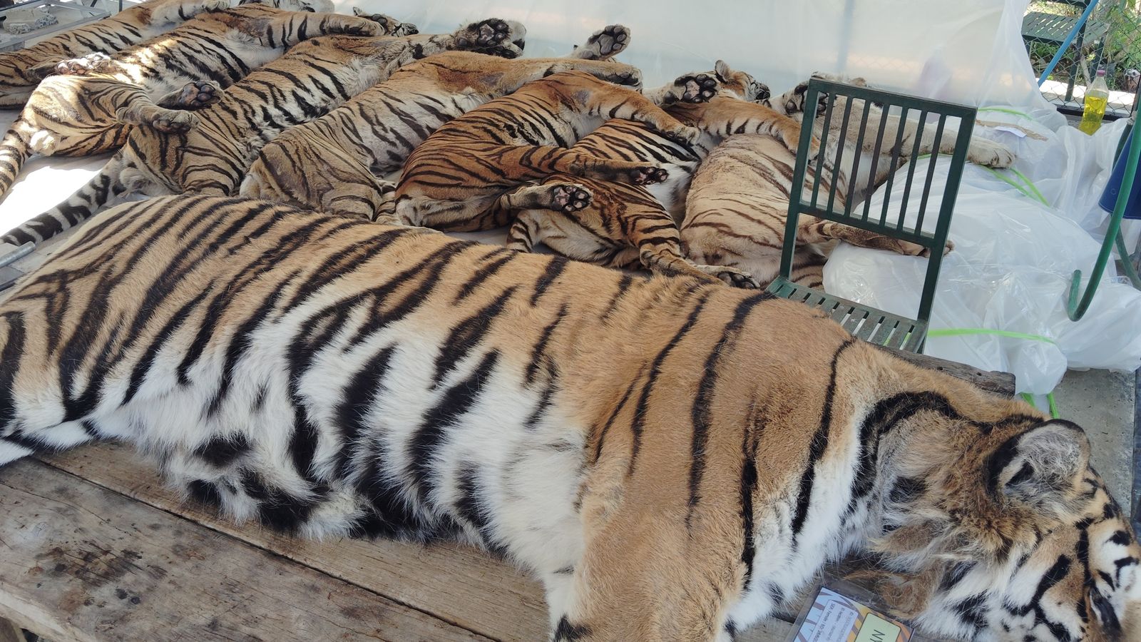 tiger virus outbreak