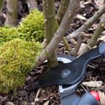 rose pruning tips