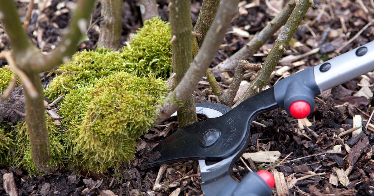 rose pruning tips